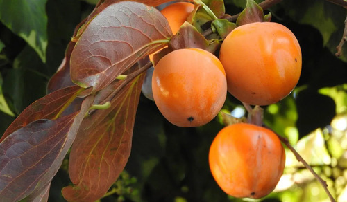 Caqui Arbol Frutal Exotico 3