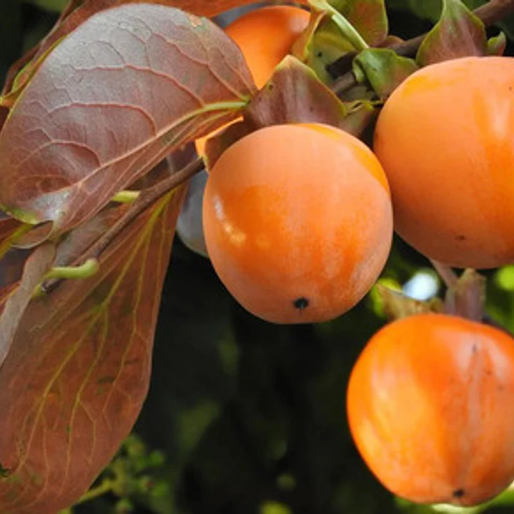 Caqui Arbol Frutal Exotico 3