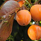 Caqui Arbol Frutal Exotico - Miniatura 3