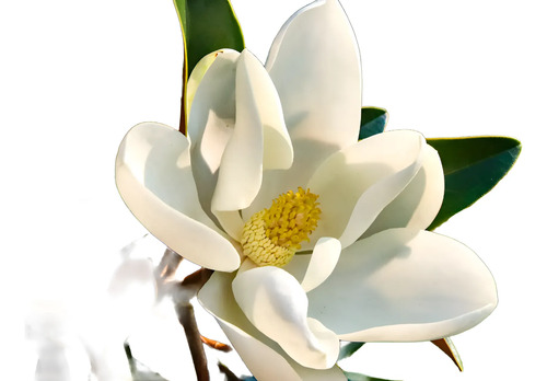 Magnolia Grandinflora 2,5 Mts Árbol Ornamental Flor 1