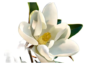 Magnolia Grandinflora 2,5 Mts Árbol Ornamental Flor