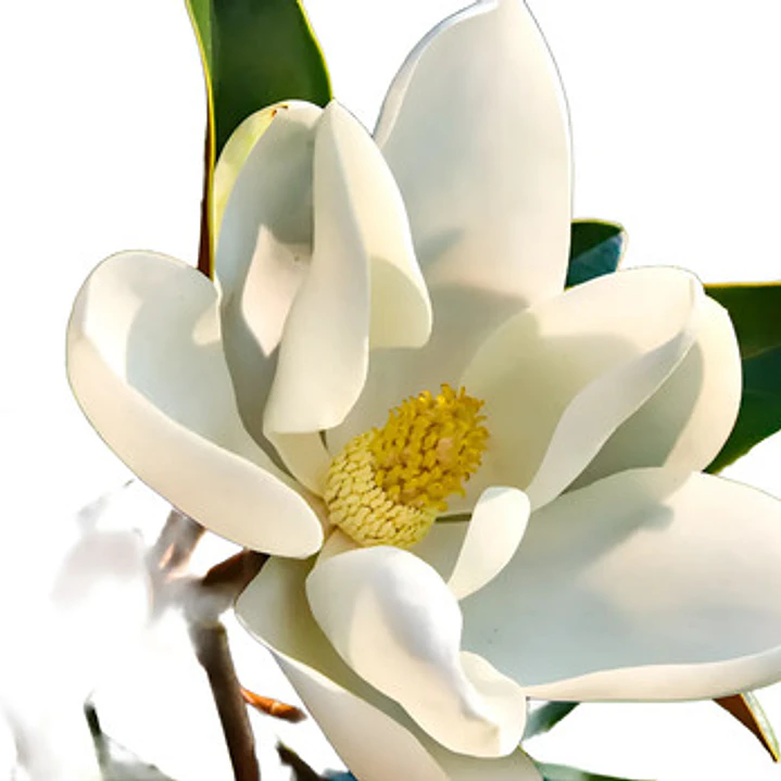 Magnolia Grandinflora 2,5 Mts Árbol Ornamental Flor 1