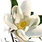 Magnolia Grandinflora 2,5 Mts Árbol Ornamental Flor - Miniatura 1
