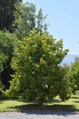Magnolia Grandinflora 2,5 Mts Árbol Ornamental Flor 2