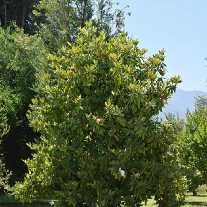 Magnolia Grandinflora 2,5 Mts Árbol Ornamental Flor 2