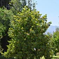 Magnolia Grandinflora 2,5 Mts Árbol Ornamental Flor - Miniatura 2