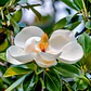 Magnolia Grandinflora 2,5 Mts Árbol Ornamental Flor - Miniatura 3