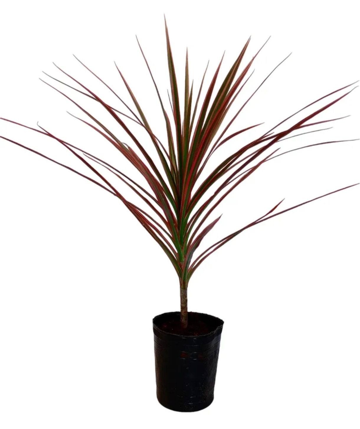 Dracena Roja / Cordyline Red / Árbol Ornamental 1