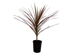 Dracena Roja / Cordyline Red / Árbol Ornamental
