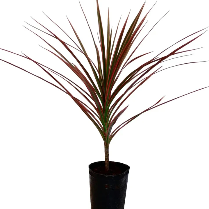 Dracena Roja / Cordyline Red / Árbol Ornamental 1