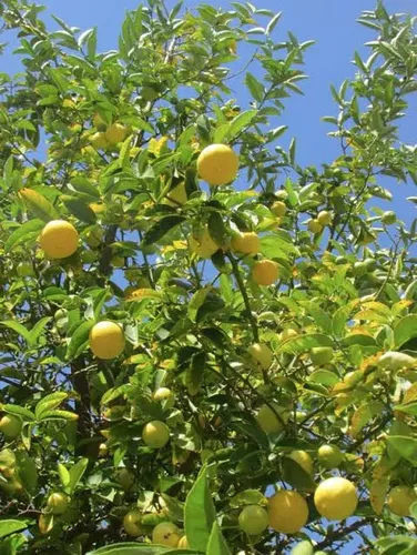 Arbol Frutal Exótico Limon Lima Dulce 2