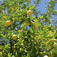 Arbol Frutal Exótico Limon Lima Dulce - Miniatura 2
