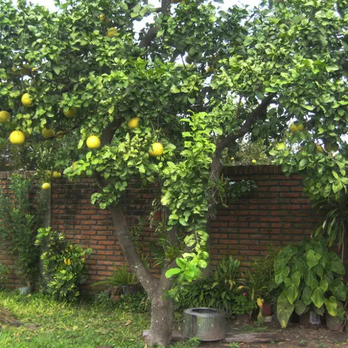 Arbol Frutal Exótico Limon Lima Dulce 3
