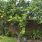 Arbol Frutal Exótico Limon Lima Dulce - Miniatura 3