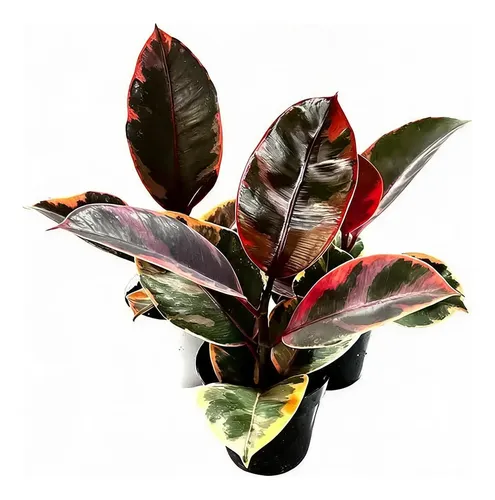 Gomero Variegado Ruby Pink Planta Interior 1