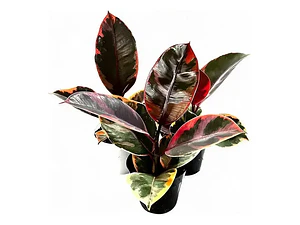 Gomero Variegado Ruby Pink Planta Interior