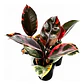 Gomero Variegado Ruby Pink Planta Interior - Miniatura 1