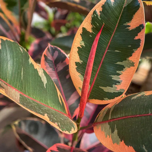 Gomero Variegado Ruby Pink Planta Interior 2