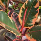 Gomero Variegado Ruby Pink Planta Interior - Miniatura 2