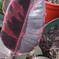 Gomero Variegado Ruby Pink Planta Interior - Miniatura 3