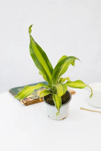 Palo De Agua Dracena Fragans Planta Interior 1