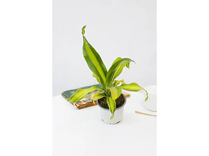 Palo De Agua Dracena Fragans Planta Interior