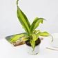 Palo De Agua Dracena Fragans Planta Interior - Miniatura 1