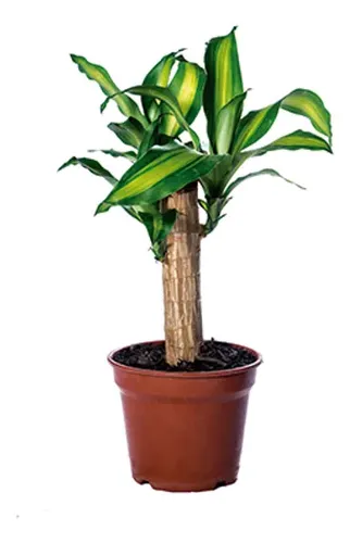 Palo De Agua Dracena Fragans Planta Interior 2