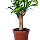 Palo De Agua Dracena Fragans Planta Interior - Miniatura 2