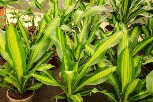 Palo De Agua Dracena Fragans Planta Interior 3