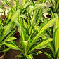 Palo De Agua Dracena Fragans Planta Interior - Miniatura 3