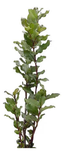 Peumo 2 Mt Árbol Nativo Aromático 1