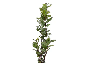 Peumo 2 Mt Árbol Nativo Aromático