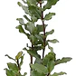 Peumo 2 Mt Árbol Nativo Aromático - Miniatura 1