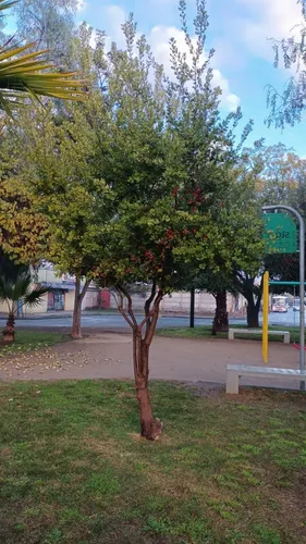 Peumo 2 Mt Árbol Nativo Aromático 3