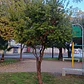 Peumo 2 Mt Árbol Nativo Aromático - Miniatura 3