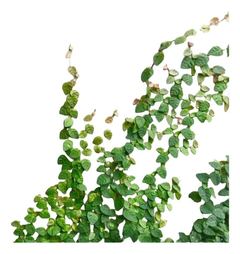 Ficus Repens Cubresuelo 1