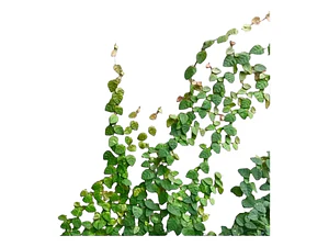 Ficus Repens Cubresuelo