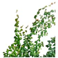 Ficus Repens Cubresuelo - Miniatura 1