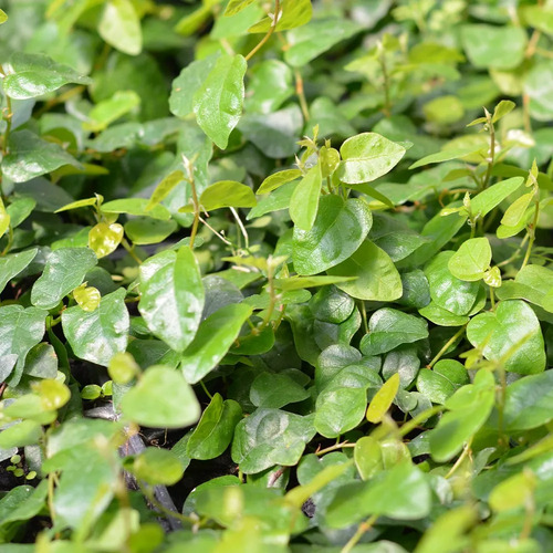 Ficus Repens Cubresuelo 2