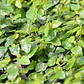 Ficus Repens Cubresuelo - Miniatura 2