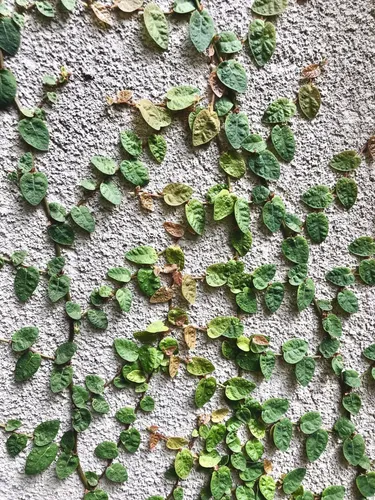Ficus Repens Cubresuelo 3