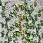 Ficus Repens Cubresuelo - Miniatura 3