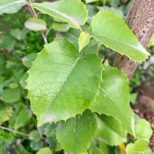 Prunus Ilicifolia Árbol Ornamental 1