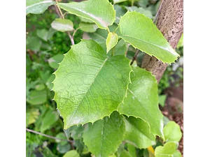 Prunus Ilicifolia Árbol Ornamental
