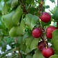 Prunus Ilicifolia Árbol Ornamental - Miniatura 2