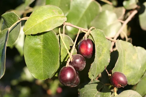 Prunus Ilicifolia Árbol Ornamental 3