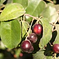 Prunus Ilicifolia Árbol Ornamental - Miniatura 3