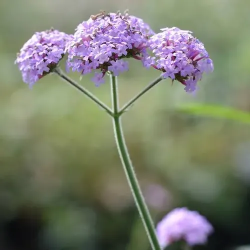 Verbena Bonariensis Arbusto Ornamental 1