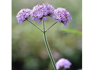 Verbena Bonariensis Arbusto Ornamental
